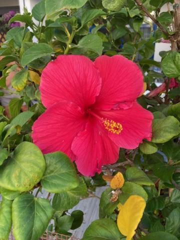 Duplex Maspalomas 马斯帕洛马斯 外观 照片